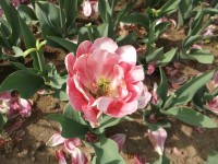 tulipán ,,Angelique,,