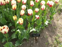 tulipány ,,Twister,,