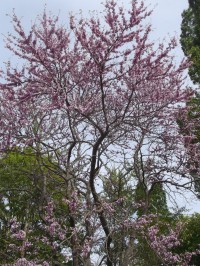 kvitnucí strom