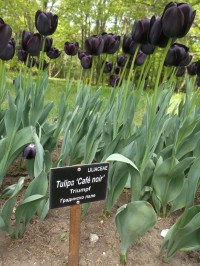 tulipány ,,Café noir,,