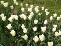 tulipány ,,Maureen,,