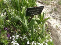 hyacinthus