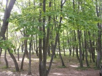 listnatý les