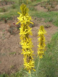 žltá kvetina