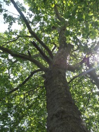 strom vysoký 23 metrov