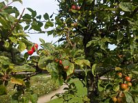 drobné ovocie - jablká