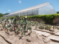 kaktusy u skleníka