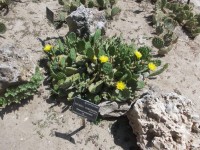 kaktusy Opuntia