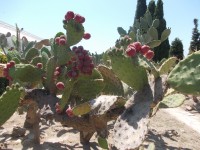 kvitnúce kaktusy