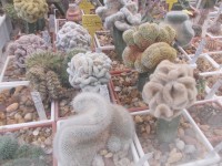 druhy kaktusov