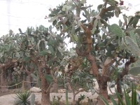 maxi kaktusy