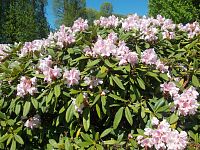 rododendron