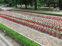 kvetiny v parku