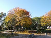 jesenné stromy u prístavu
