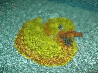 kačiatko v detskom bazéne