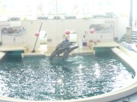 skoky delfínov