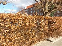 živý plot - jeho jesenná a zimná podoba