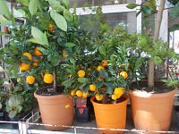 pomarančovníky v kvetináči