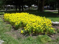 žltý kvetinový záhon