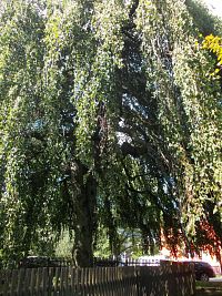 pamätný strom