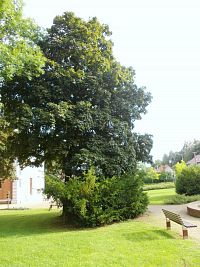 strom pri kostola