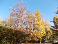 stromy s jesenným sfarbením listov