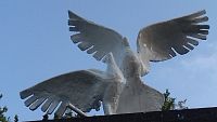 dve biele holubice mieru