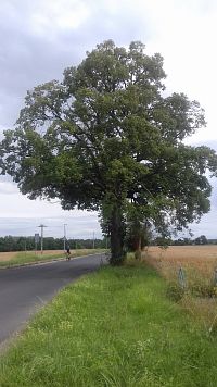 socha skovaná medzi stromami