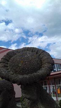 slnečnica
