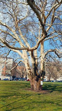 mohutný, ale nízky kmeň