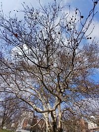 Platanus x acerifolia