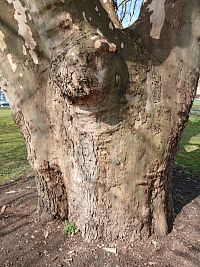 dolná časť kmeňa