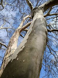 časť koruny stromu