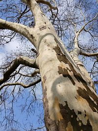 platan s typickou rôznofarebnou kôrou