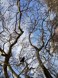 koruna stromu v oblohe