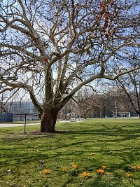 platan v jarnom období