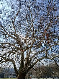 ešte jeden obrázok