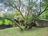 viackmeňový strom pri moste