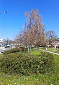 park Carla Gustava Swenssona