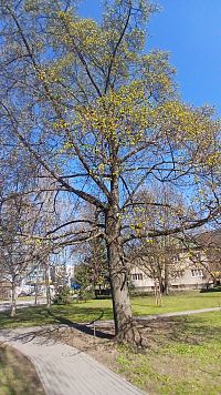 park