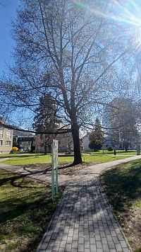 v parku