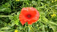 vlčí mak - symbol vojnových veteránov