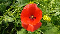 vlčí mak (Papaver rhoeas), sviatok 11. novembra je venovaný vojnovým veteránom