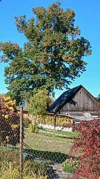 Ondrová lipa II