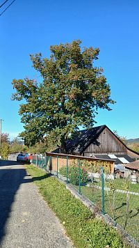 Ondrová lipa II