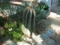 veľký kaktus