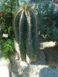 veľký kaktus