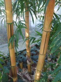 bambusy v skleníku