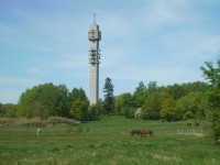 Veža