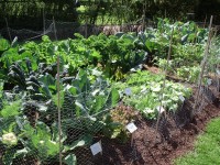 zeleninová záhrada